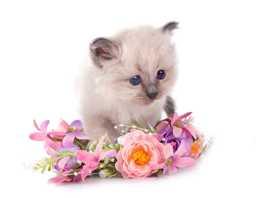 Preview: kitten birman cat in studio