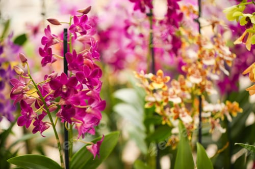 Preview: Beautiful orchid flowers on blurred background, closeup. Tropical plant