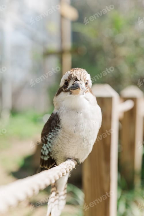 Preview: Close-up of a Laughing kookaburra (Dacelo novaeguineae) perched on a rope near a fence