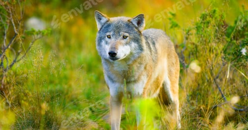 Preview: Large male grey wolf in autumn colored field in the forest