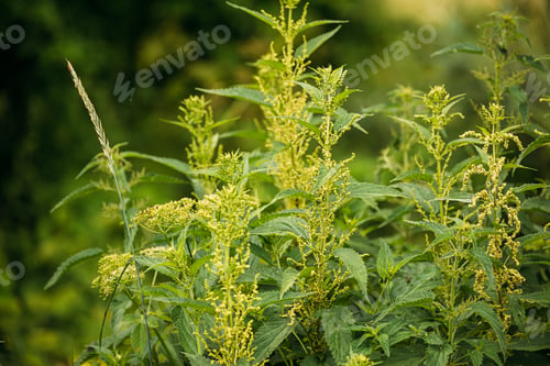 Preview: Twigs Of Wild Plant Nettle - Stinging Nettle - Urtica Dioica In Summer Spring Meadow. Close Up