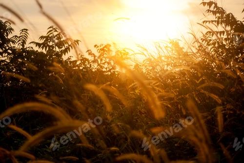 Preview: Sunset grass wind autumn meadow in countryside. Beautiful sunset golden grass field