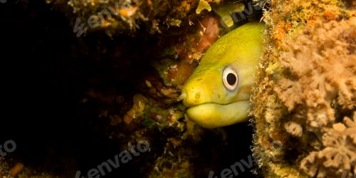 Preview: Yellow moray, Red Sea, Egypt