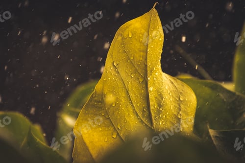 Preview: Raindrops on fresh leaf