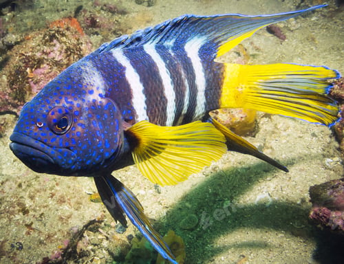 Preview: Fish underwater photo, shallow underwater seascape