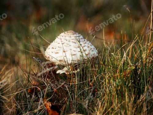 Preview: Close-Up of Wild Parasol Mushroom Growing in Grass