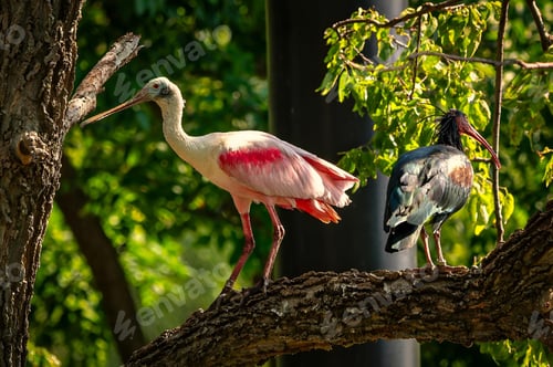 Preview: Wading birds are perched on a tree branch.