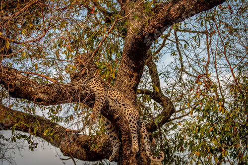 Preview: Leopard laying in a tree in the Kruger.