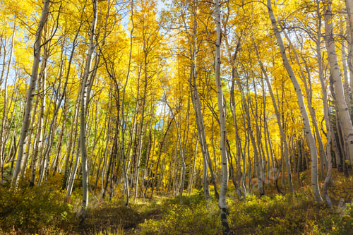 Preview: Autumn forest