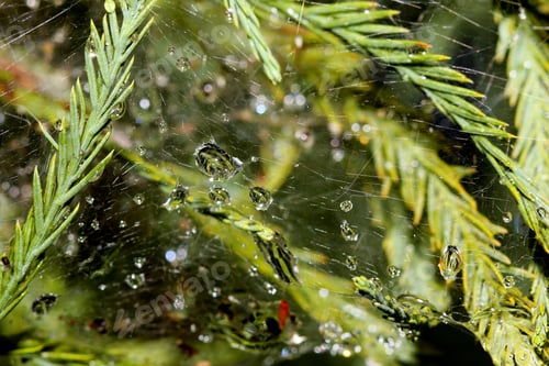 Preview: Raindrops On Spider Web - Close Up Photograph Of Raindrops On A Spiderweb In The Middle Of Pine