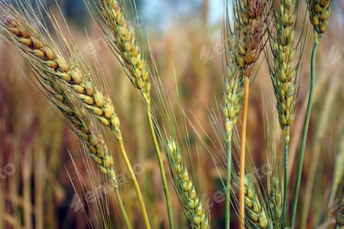 Preview: Wheat field. Ears of golden wheat close up.