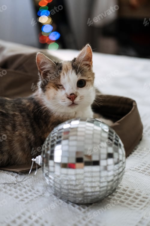 Preview: One-eyed blind disabled cat laying in bed at home