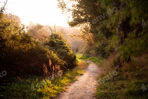 Preview: Tranquil Forest Path at Golden Hour