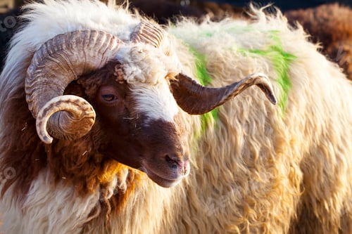 Preview: A Farm Mammal Animal Sheep Looking