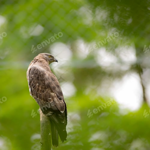 Preview: Majestic hawk perching on a dead tree
