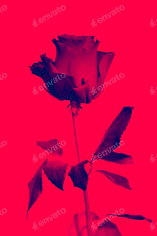 Preview: Red rose on red background