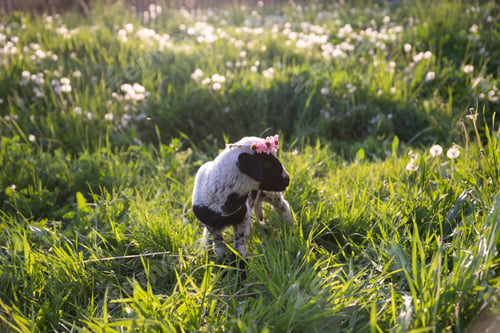Preview: Beautiful baby lamb with flower wreath in magic light
