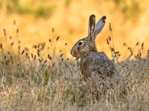 Preview: Lepus. Wild European brown hare on orange background