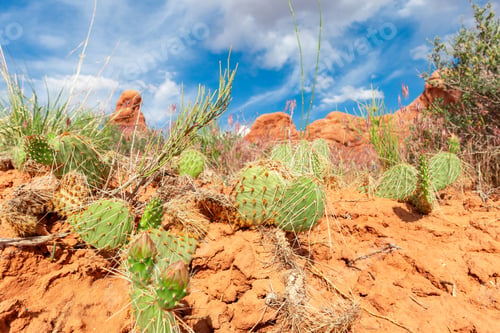 Preview: Desert Landscape with Opuntia Cactus on Sand Rocks