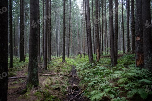 Preview: Misty day in dark coniferous forest, thicket among trees with clear sky. Wildlife tourism, travel