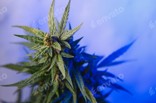 Preview: Background young shoots of marijuana in fantastic blue shades.