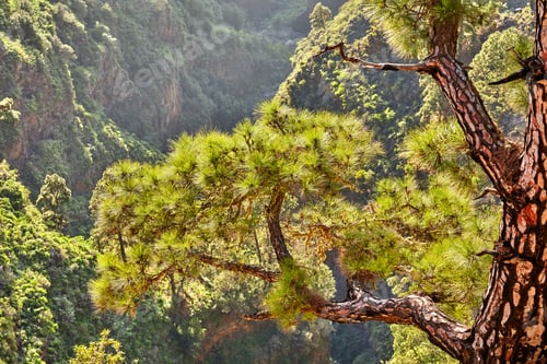 Preview: Pine forest in the mountaions of La Palma