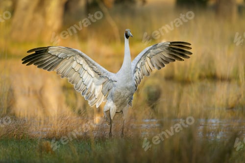 Preview: Brolga standing in a lush marshland, its wings spread wide.
