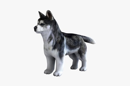Preview: Siberian husky in profile view