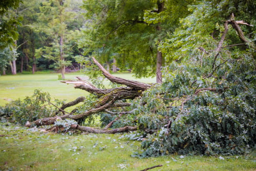 Preview: Storm damage, tree broken after hurricane storm fallen tree after a storm.