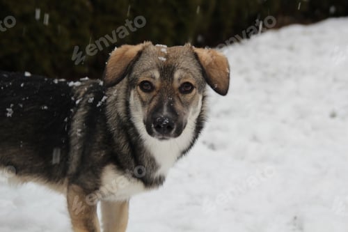 Preview: Cute dog on a snowy field during winter