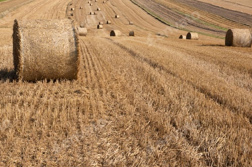 Preview: Late Summer Background. Hay Bale in Meadow. Picturesque Countryside Landscape