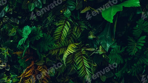 Preview: Close up group of background tropical green leaves texture and abstract background.