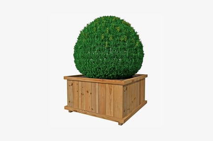Preview: Rectangular wooden planter with spherical topiary