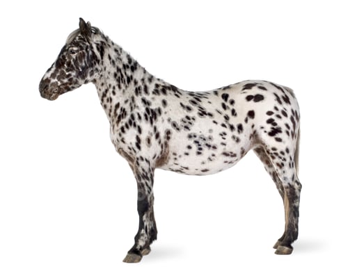 Preview: Appaloosa horse