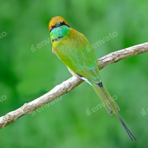 Preview: Little Green Bee-eater