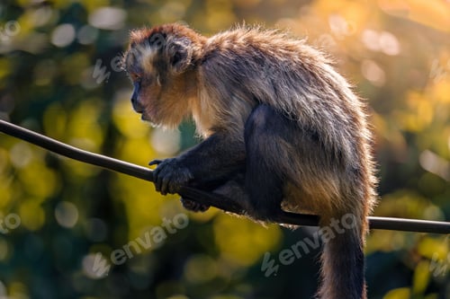 Preview: Monkey sitting on a branch in warm sunlight