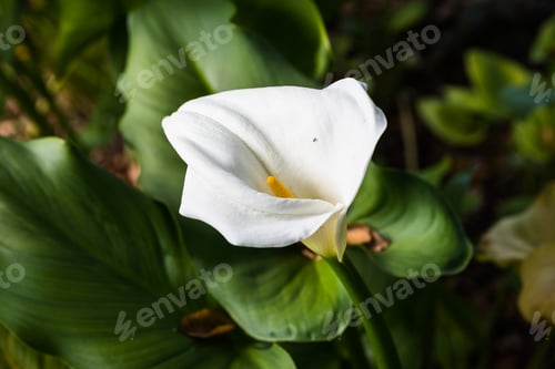 Preview: Close up of Flowering Calla lily (Zantedeschia aethiopica), California