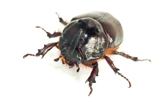Preview: Macro of rhinoceros or unicorn beetle