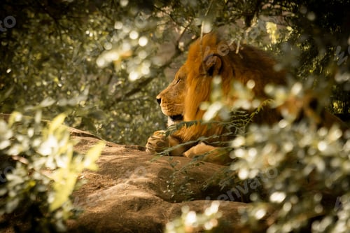 Preview: Majestic lion lying peacefully on a rock in a lush, tree-filled environment