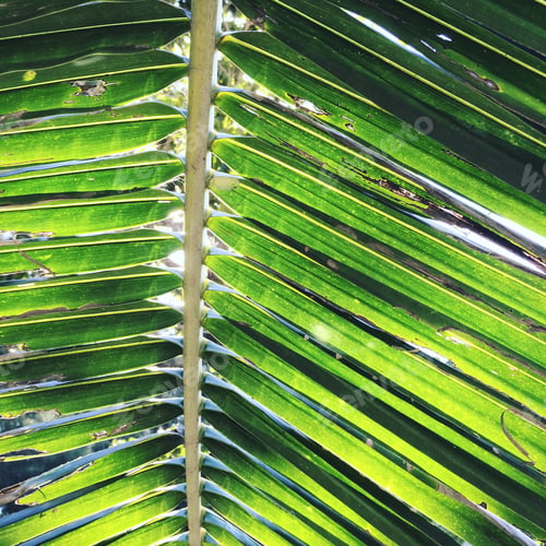 Preview: Palm leaf background