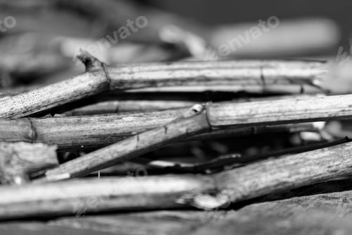 Preview: Grayscale closeup shot of japanese knotweed (Reynoutria japonica)