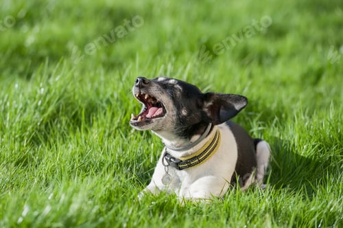 Preview: jack russell terrier
