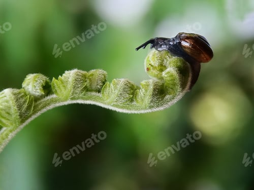 Preview: Snail