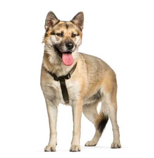 Preview: Mixed-breed dog in front of white background