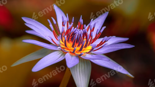 Preview: Macro photograph of a purple water lily flower and its pollen pattern.