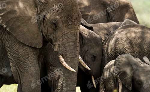 Preview: Close-up of a herd of elephants, Serengeti, Tanzania, Africa