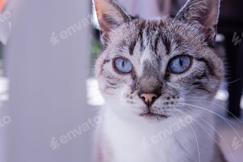 Preview: Closeup shot of a cute beautiful cat with mesmerizing blue eyes