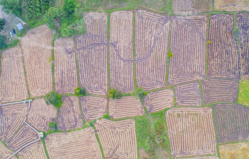 Preview: Fresh paddy rice, green agricultural field in countryside or rural area in Asia. Nature landscape.