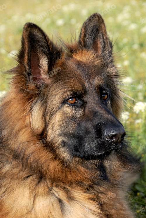 Preview: german shepherd in nature