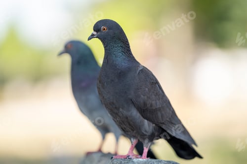 Preview: a couple of birds sitting on top of a cement wall